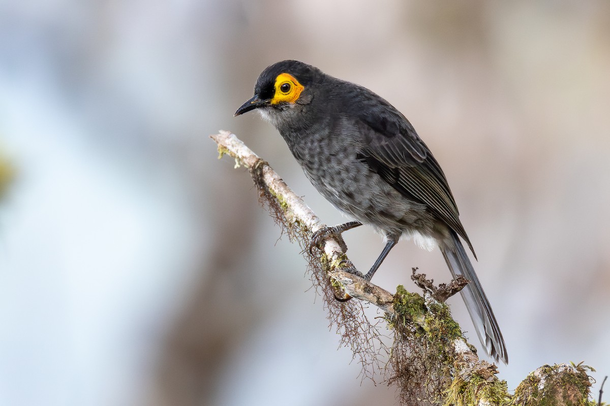 Aschbrust-Honigfresser - ML640172879