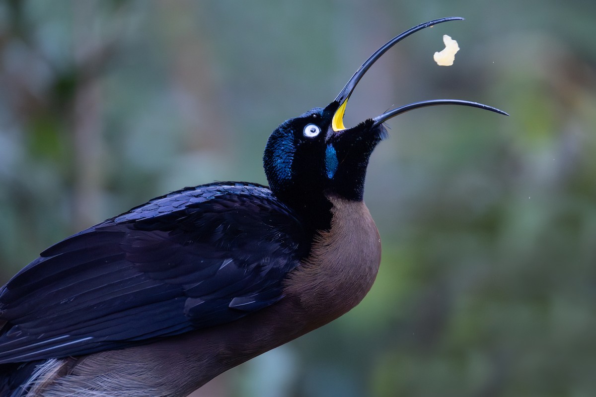 Коричневый райский шилоклюв - ML640172886