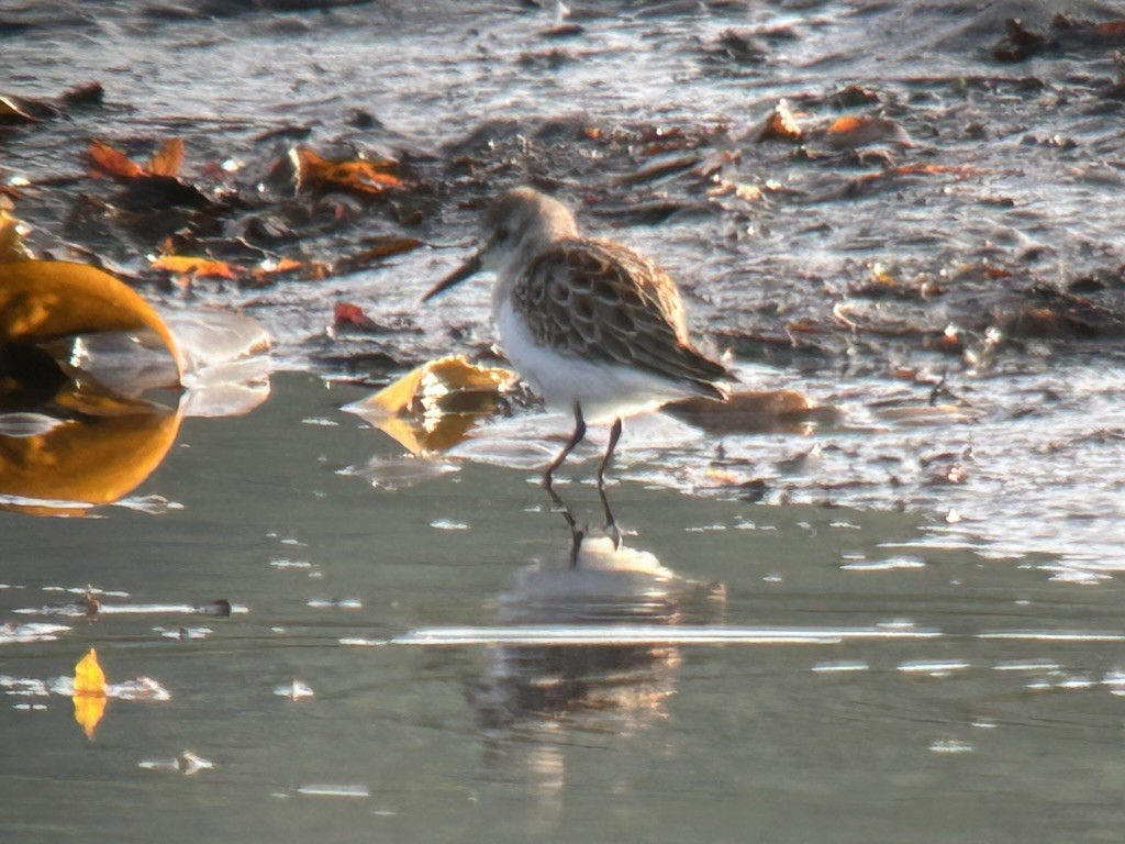 Western Sandpiper - ML640172912