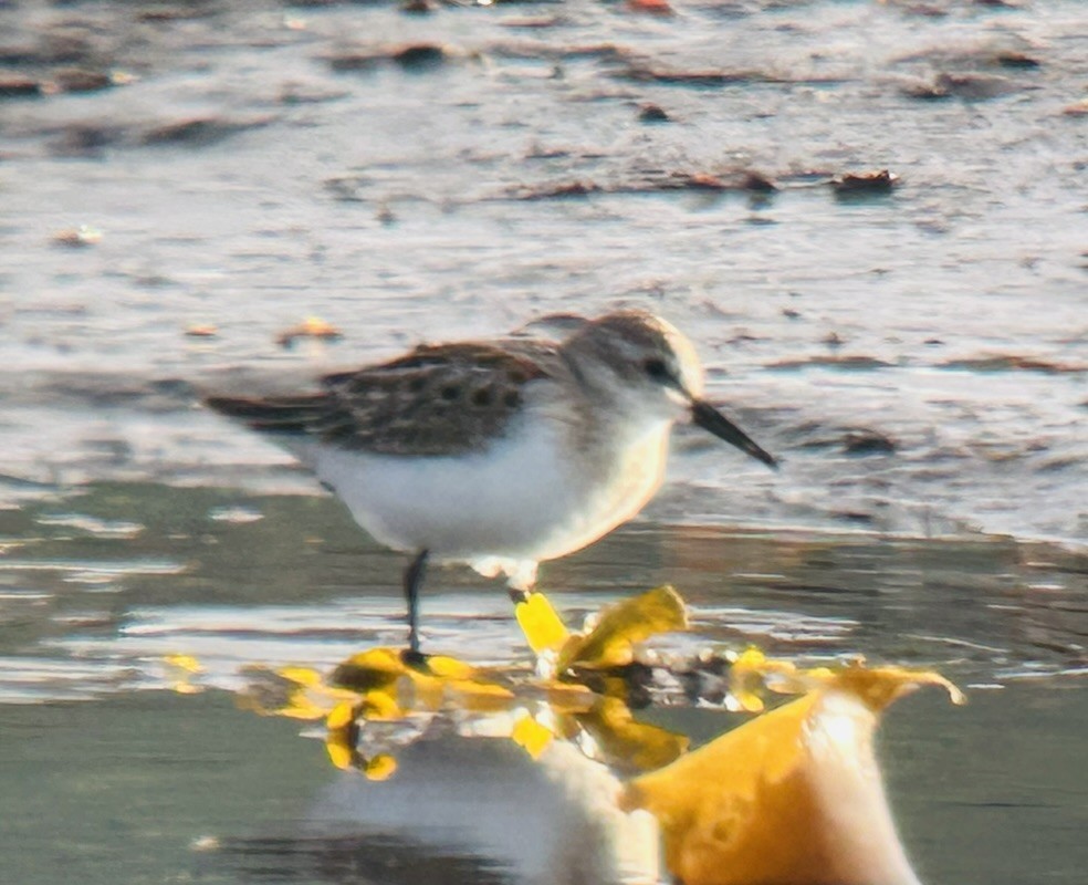 Western Sandpiper - ML640172913