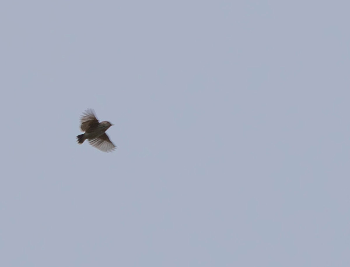 Cloud Cisticola (Cape) - ML640172942