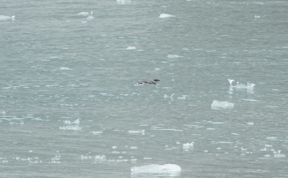 Kittlitz's Murrelet - ML640172955