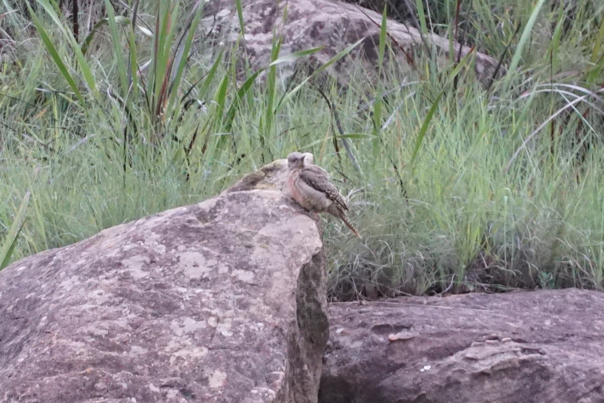 Ground Woodpecker - ML640172960