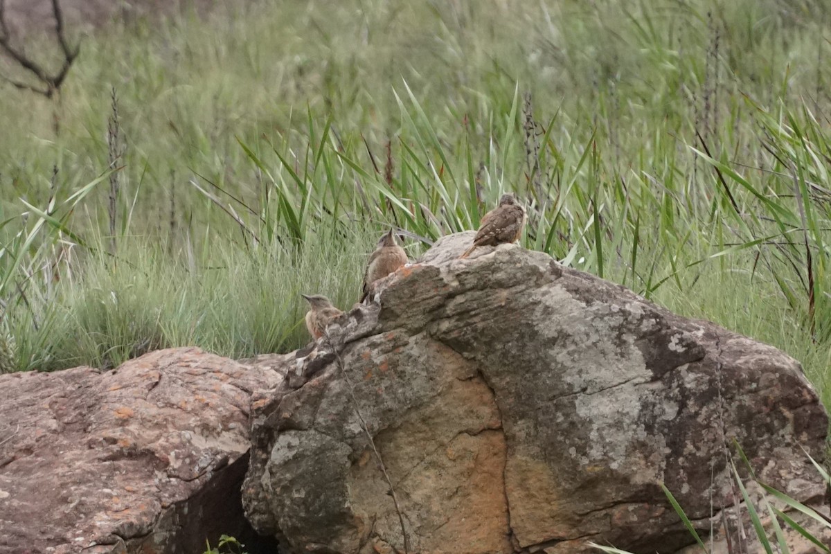 Ground Woodpecker - ML640172961