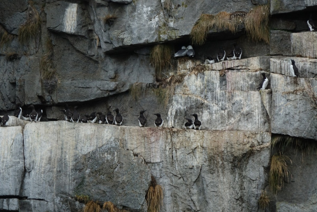 Common Murre - ML640172970