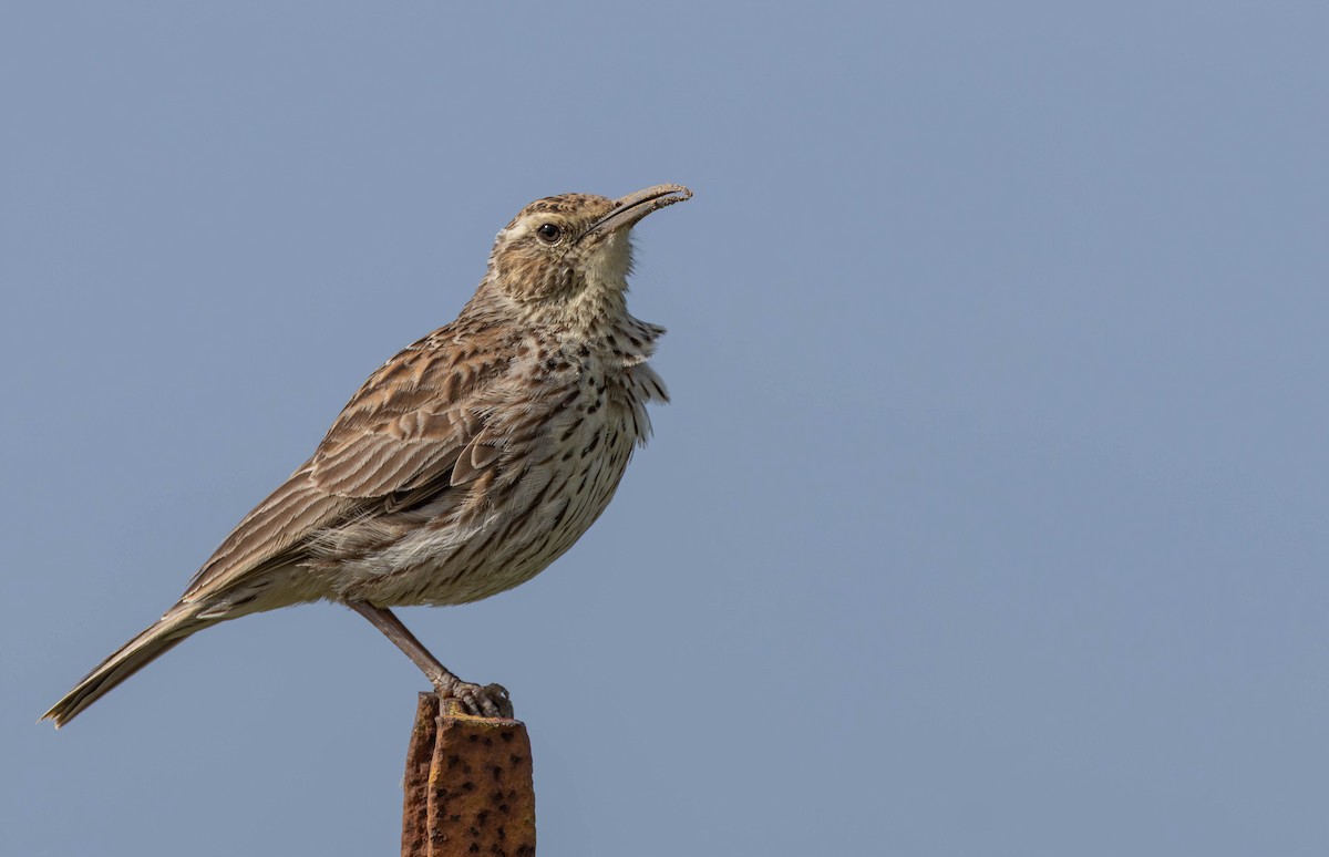 Cape Long-billed Lark (Cape) - ML640172975