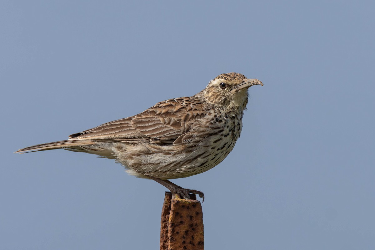 Cape Long-billed Lark (Cape) - ML640172976