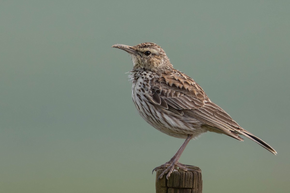 Cape Long-billed Lark (Cape) - ML640172977
