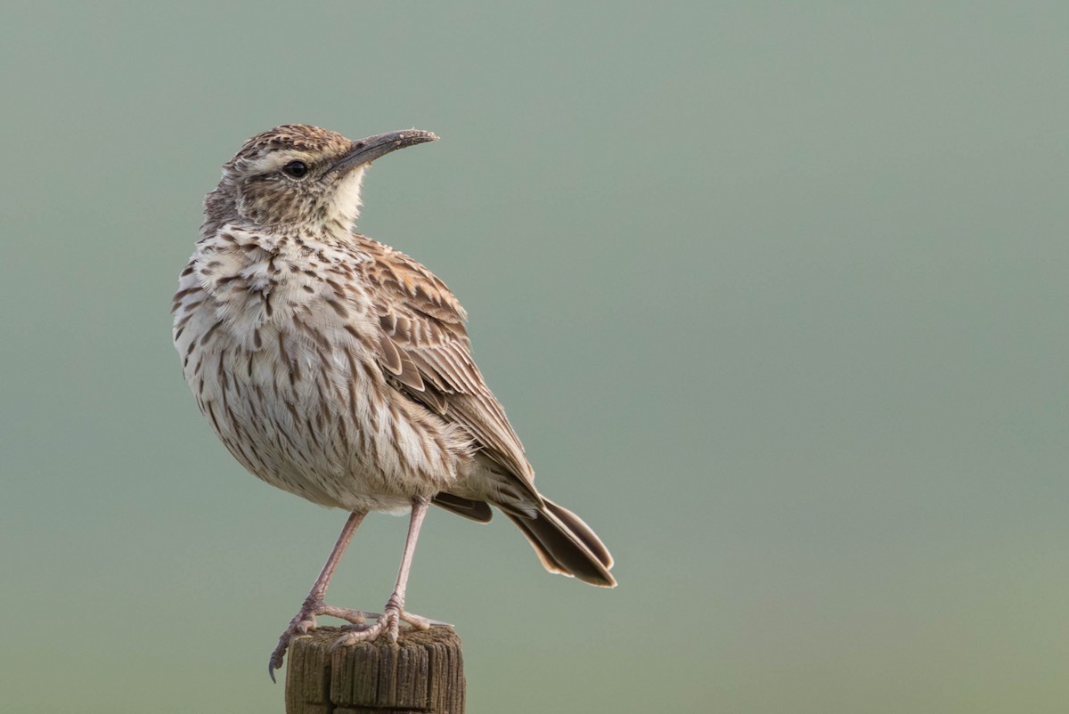 Cape Long-billed Lark (Cape) - ML640172978