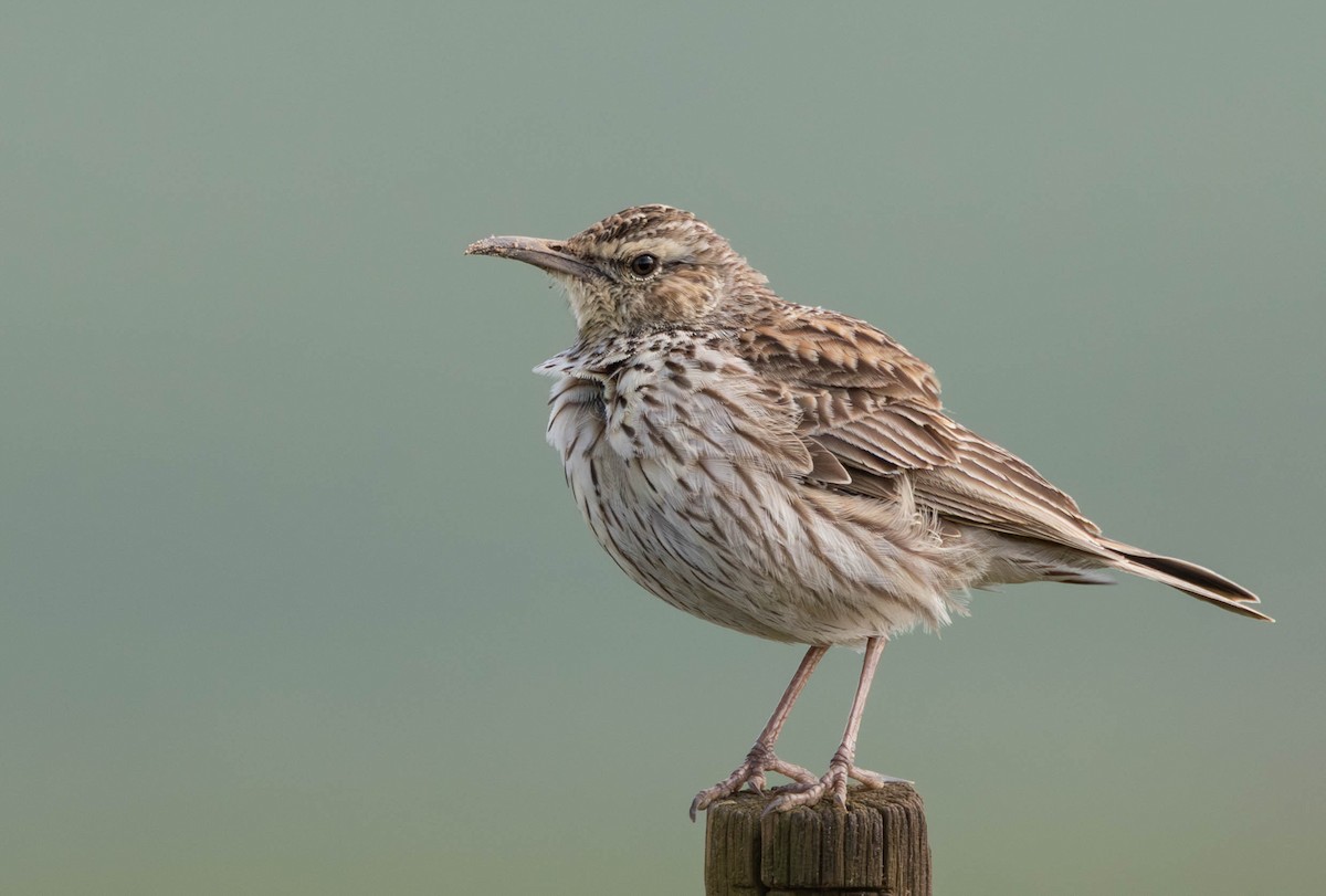 Cape Long-billed Lark (Cape) - ML640172979