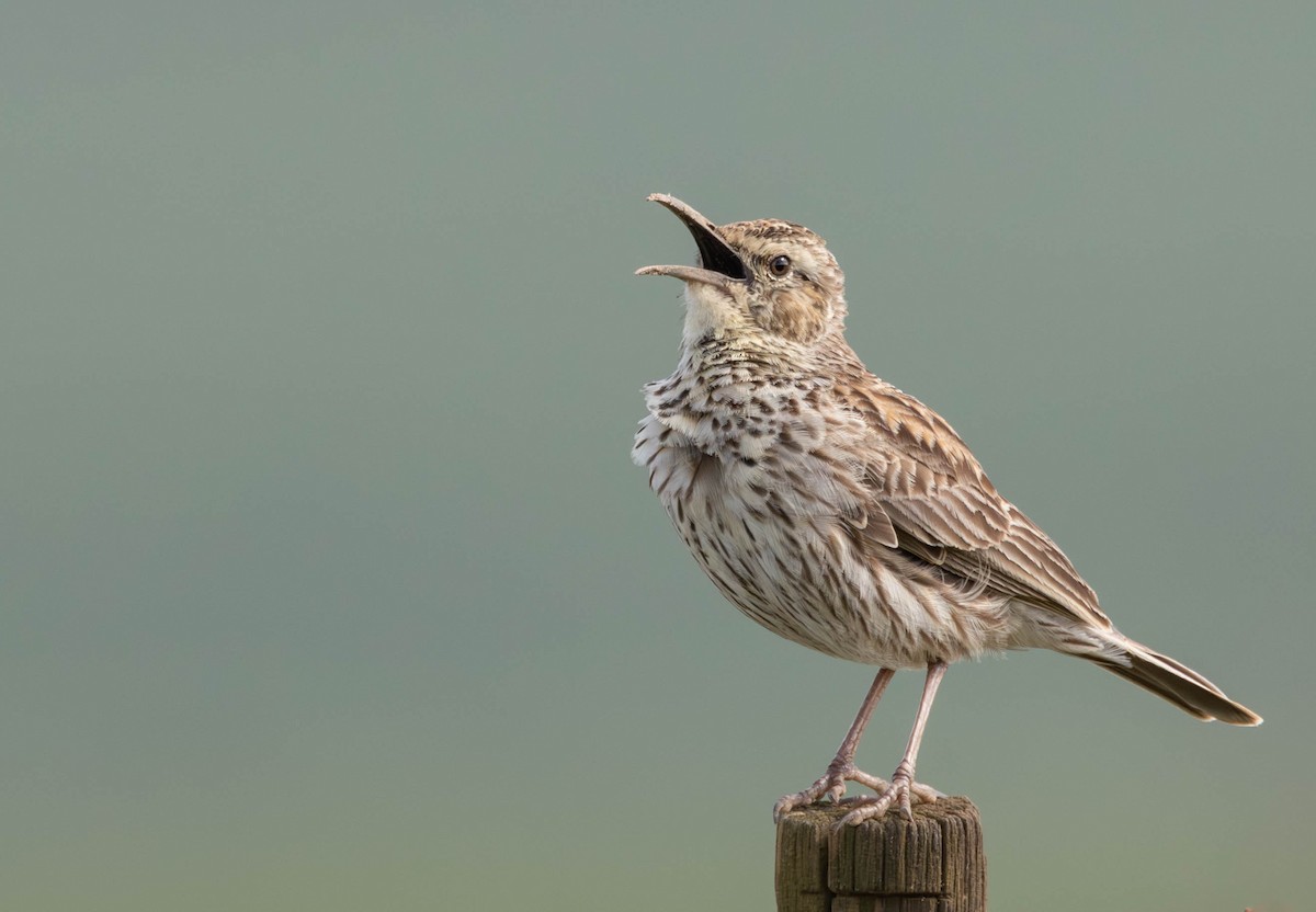 Cape Long-billed Lark (Cape) - ML640172980