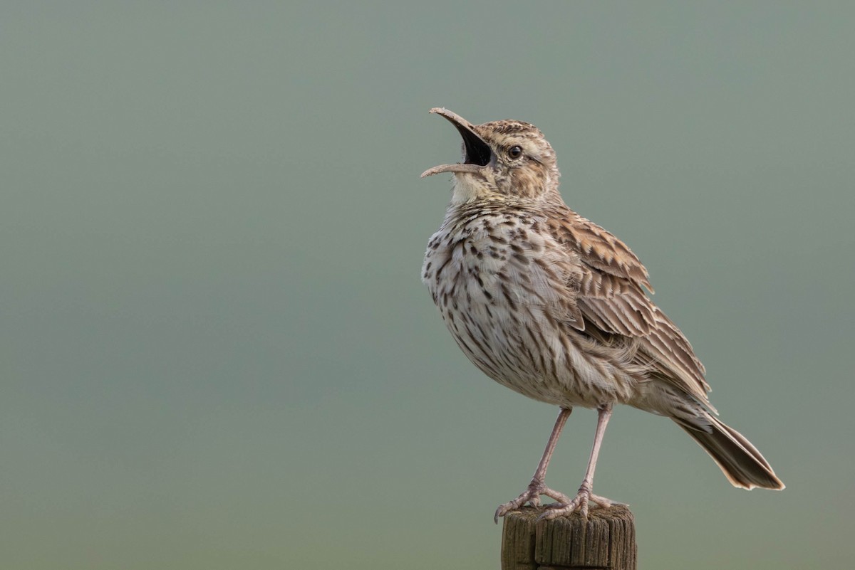 Cape Long-billed Lark (Cape) - ML640172981