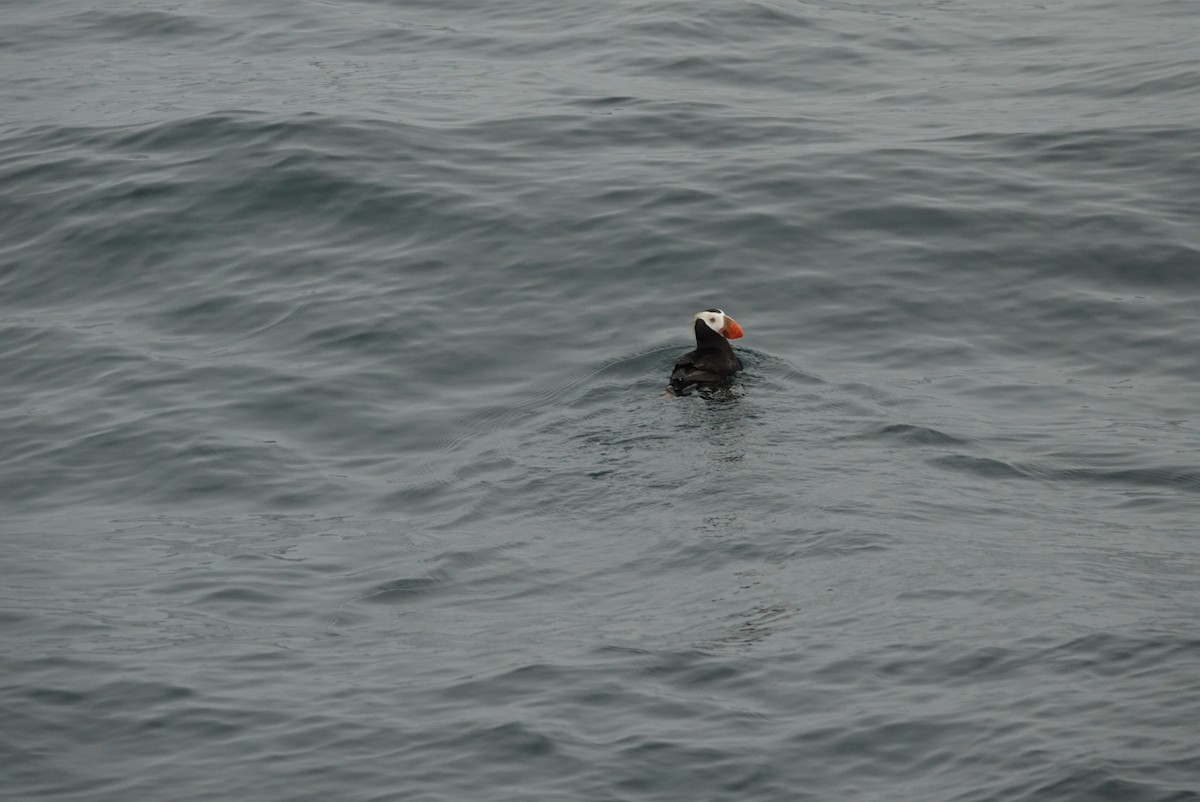 Tufted Puffin - ML640172982