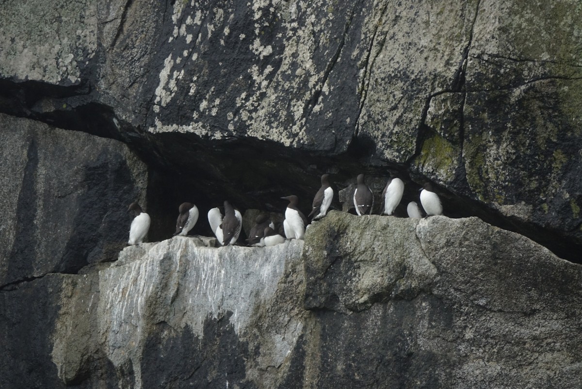 Common Murre - ML640172984