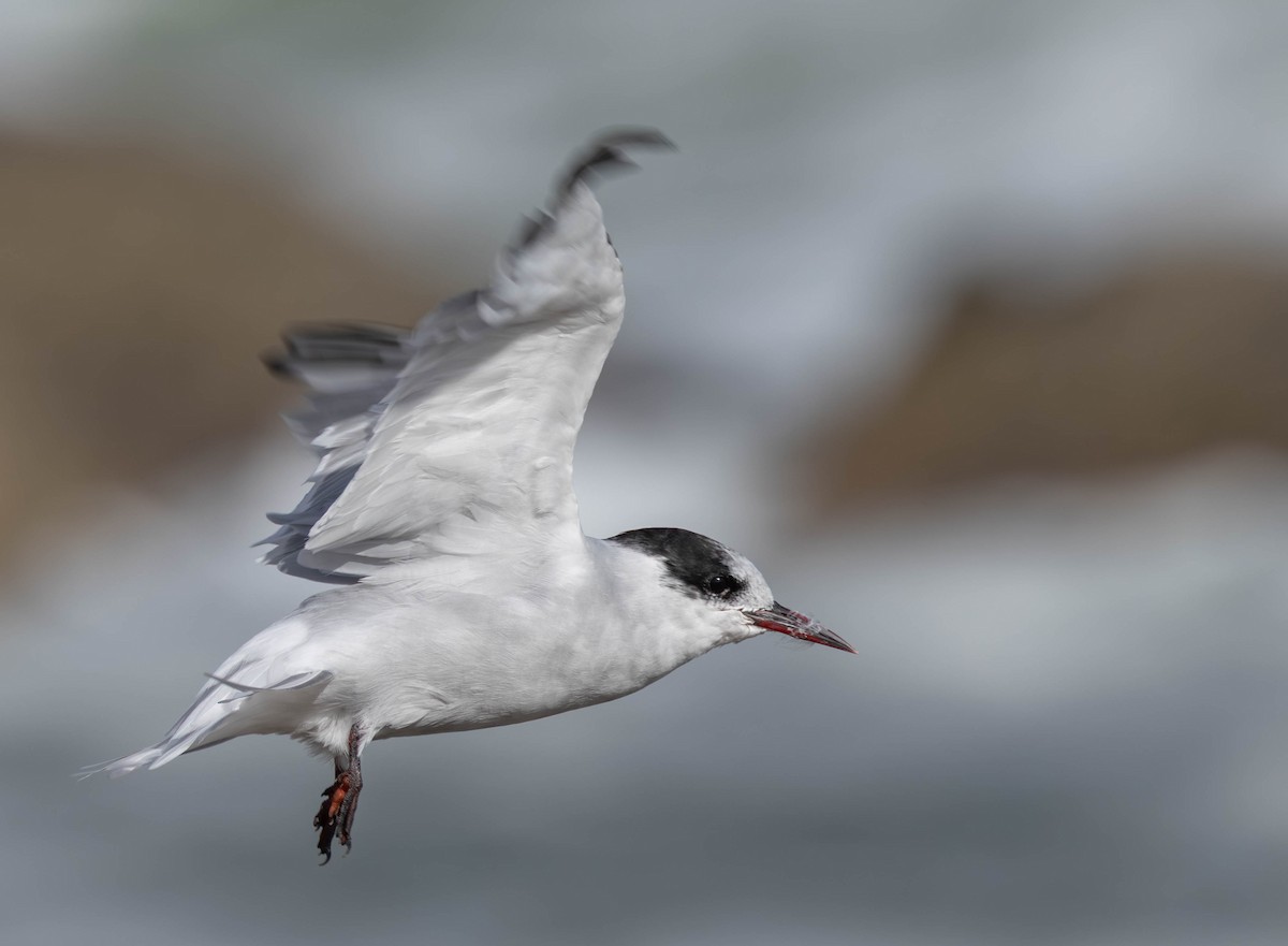 Antarctic Tern - ML640172990