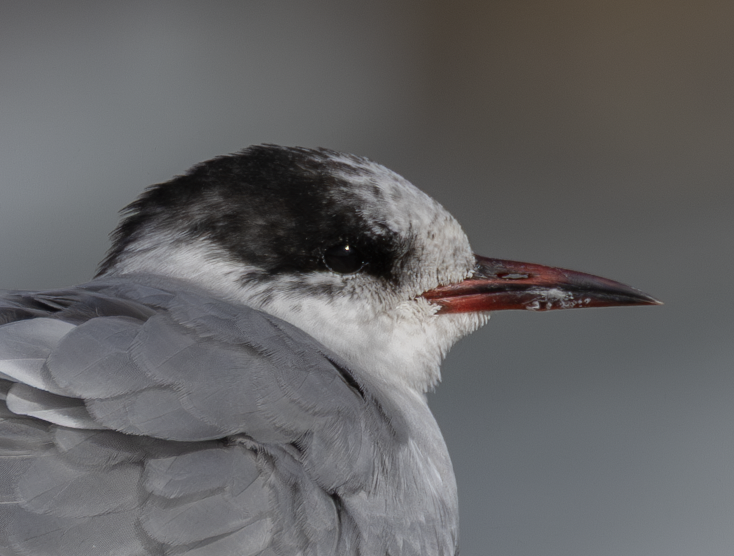 Antarctic Tern - ML640172991