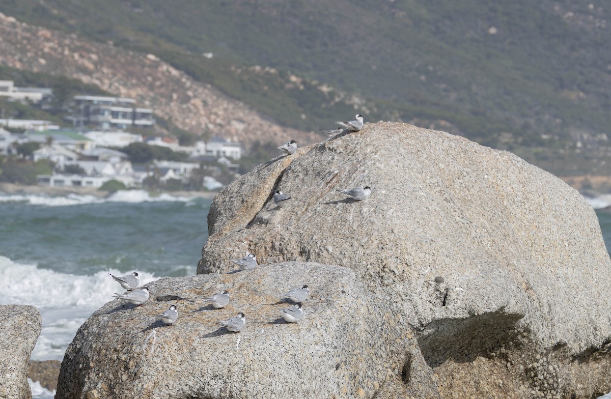 Antarctic Tern - ML640172992