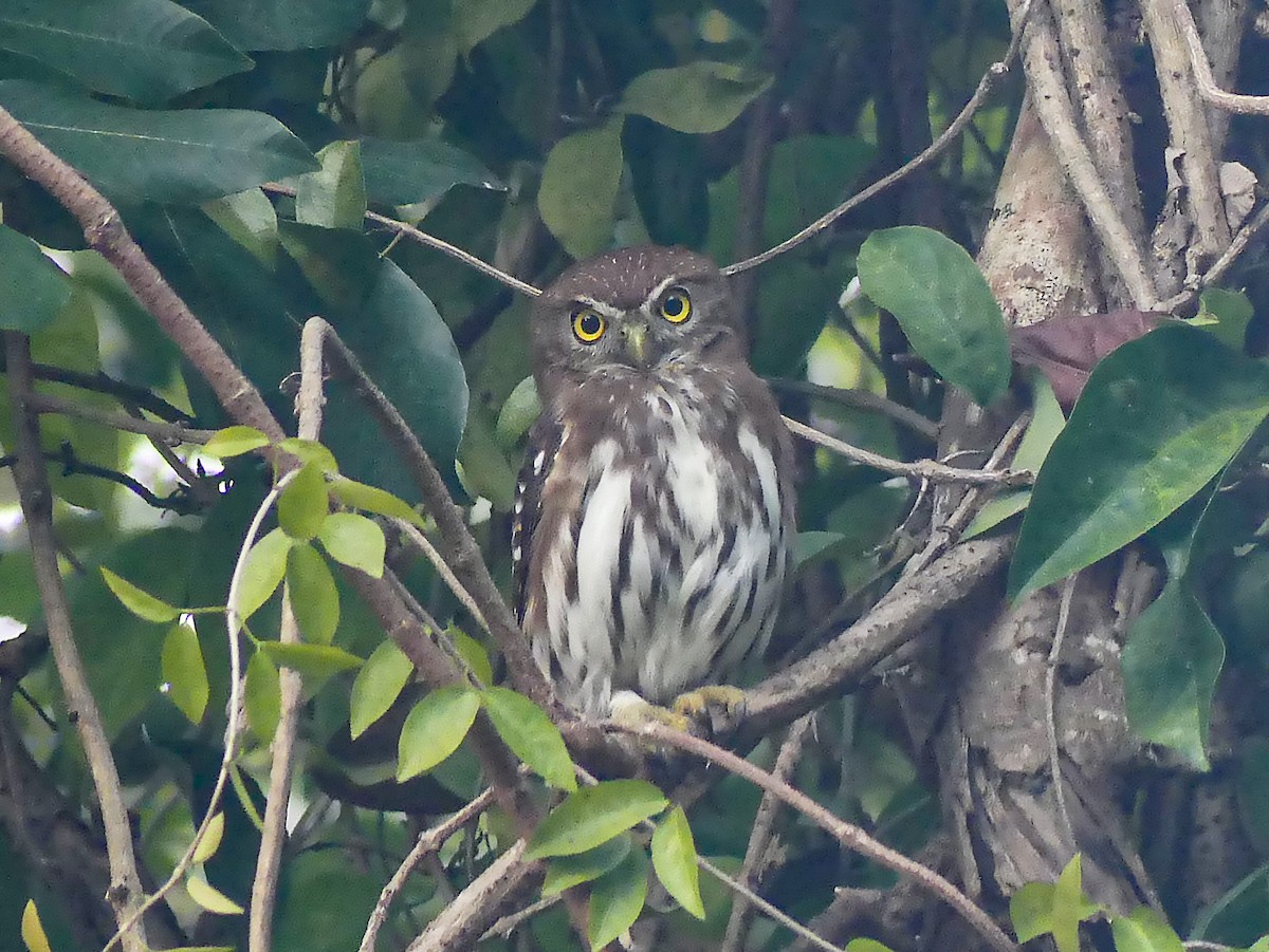 Ferruginous Pygmy-Owl - ML640173027