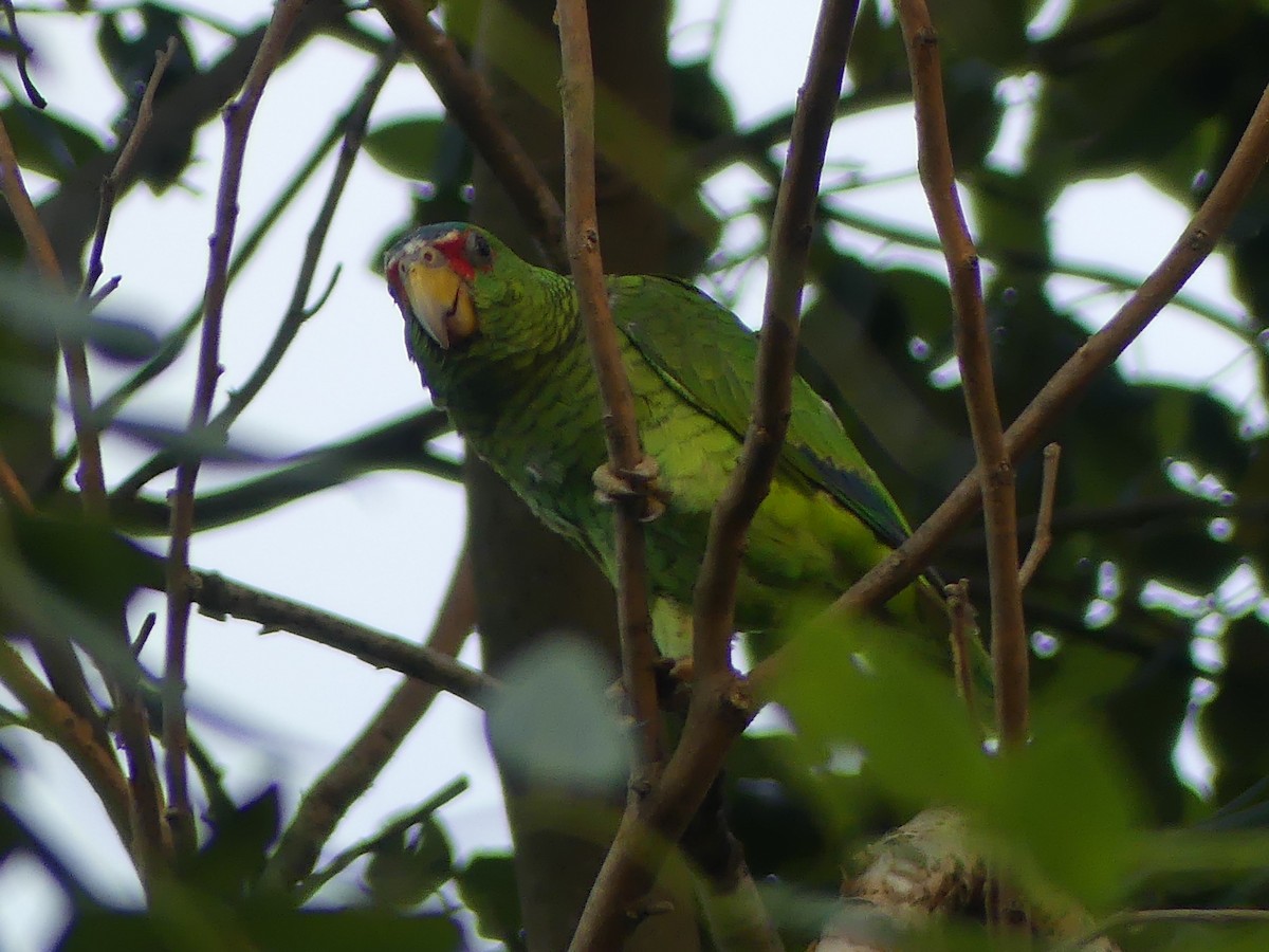 White-fronted Amazon - ML640173049