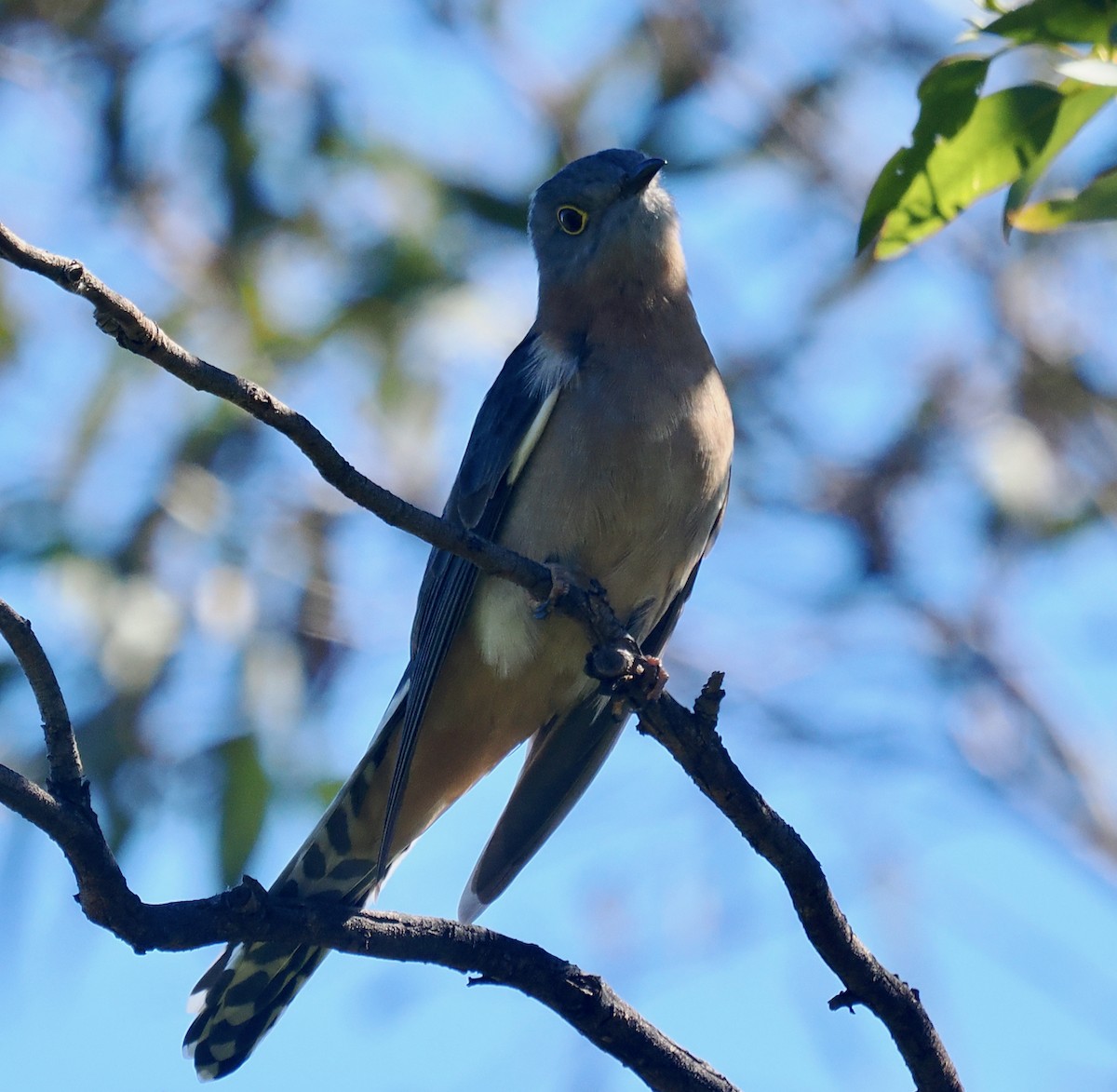 Fan-tailed Cuckoo - ML640173056
