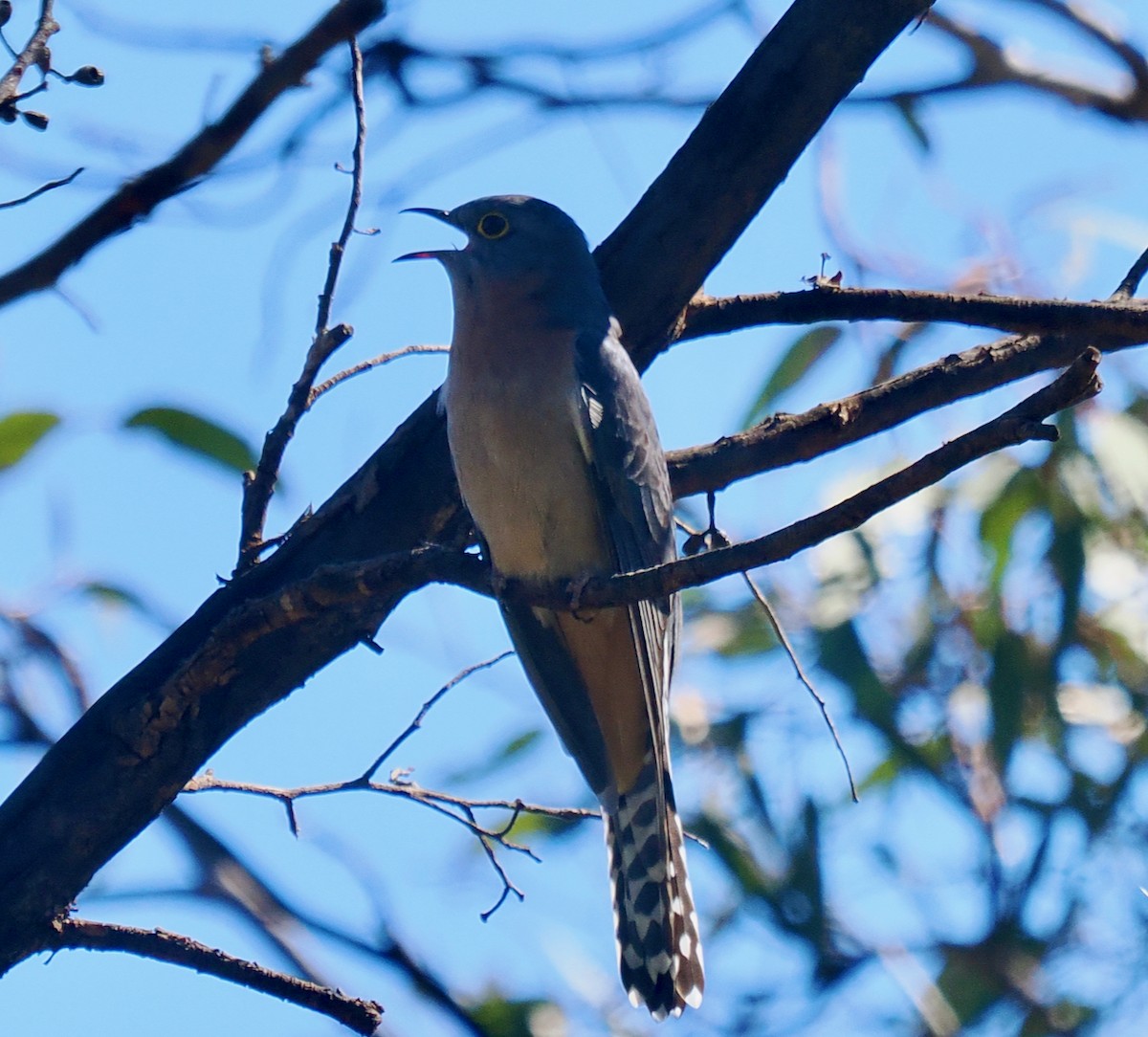 Fan-tailed Cuckoo - ML640173058