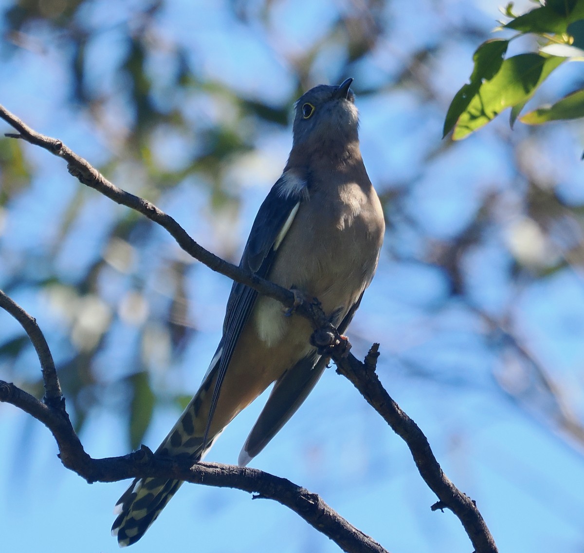 Fan-tailed Cuckoo - ML640173059