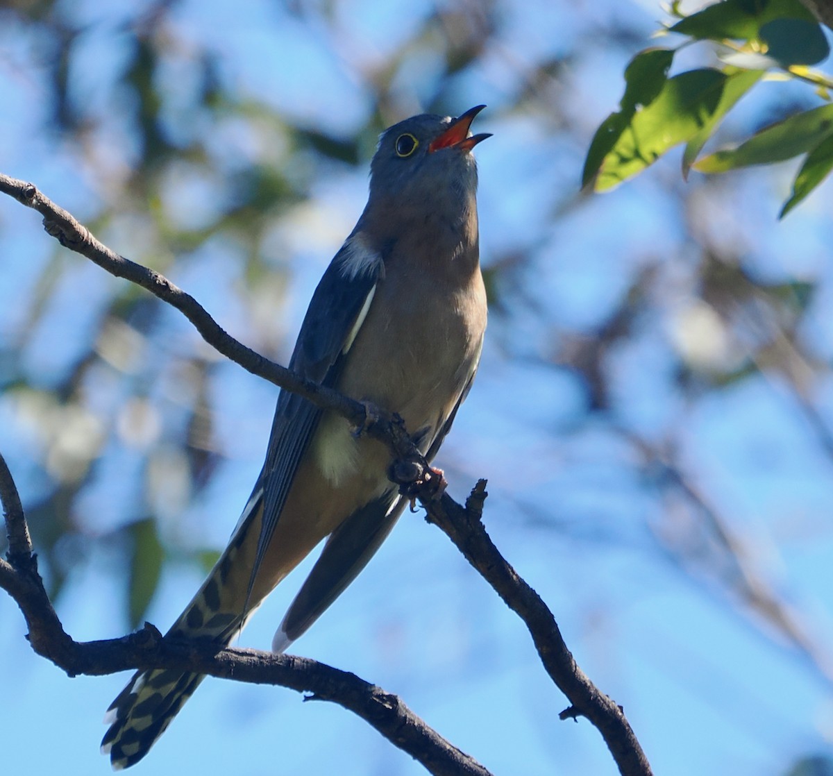 Fan-tailed Cuckoo - ML640173060