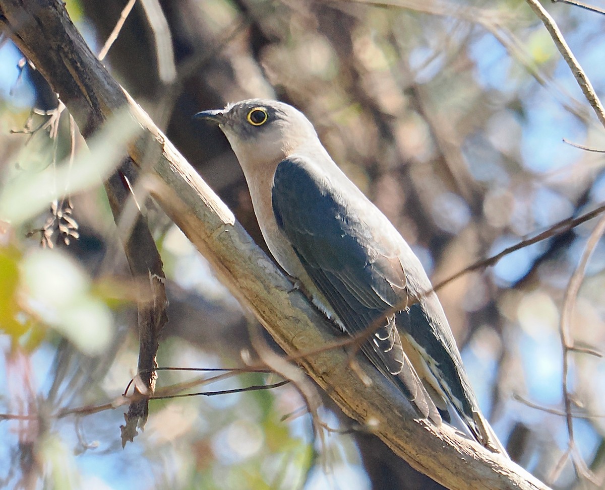 Fan-tailed Cuckoo - ML640173061