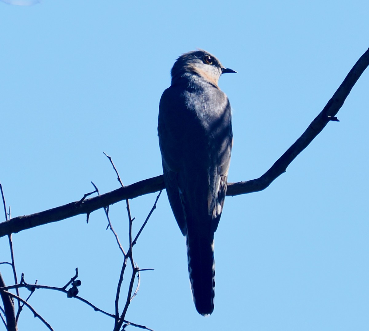 Fan-tailed Cuckoo - ML640173062