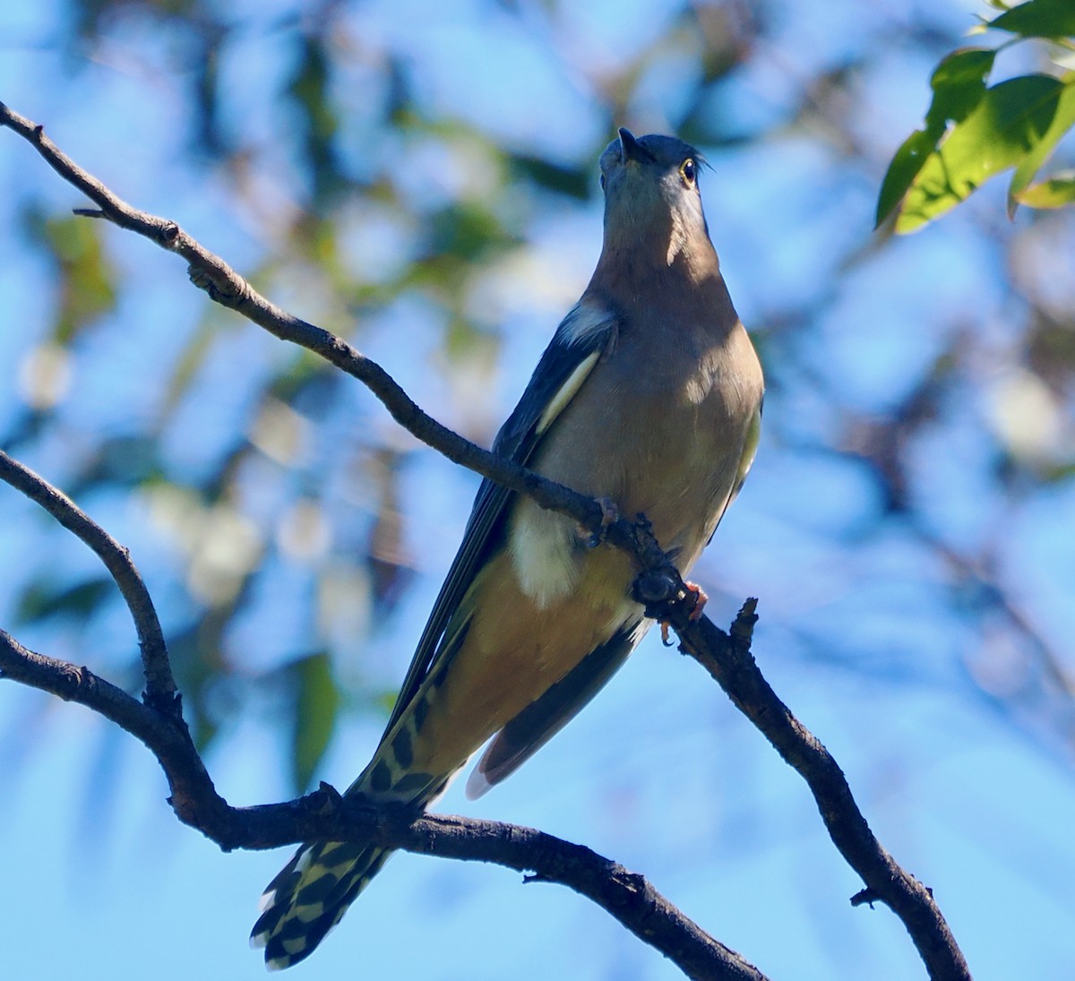 Fan-tailed Cuckoo - ML640173063