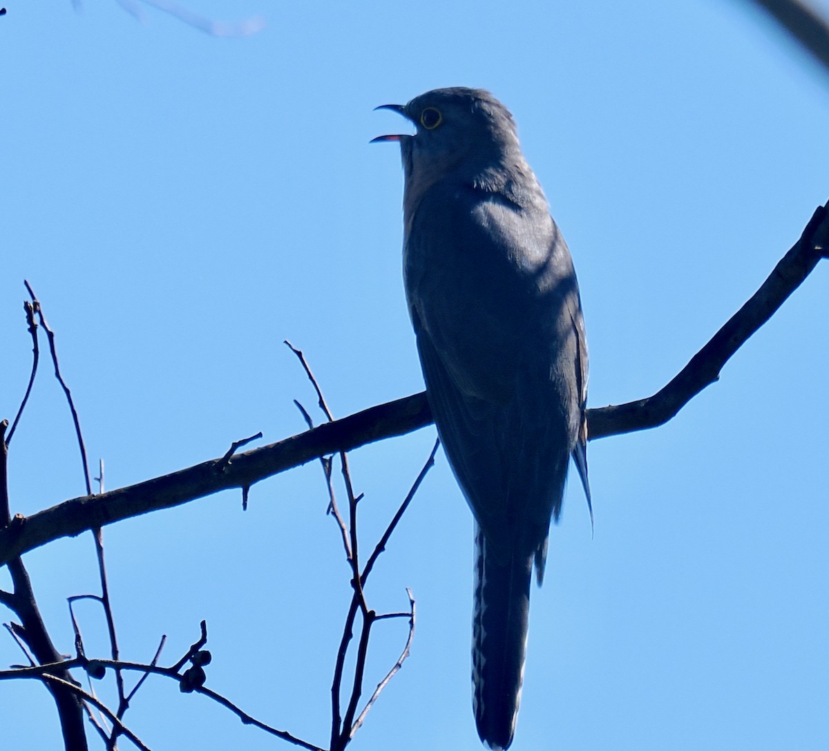 Fan-tailed Cuckoo - ML640173064