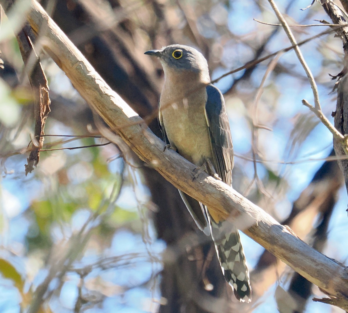 Fan-tailed Cuckoo - ML640173065