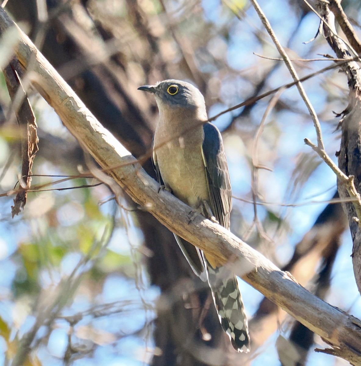 Fan-tailed Cuckoo - ML640173066