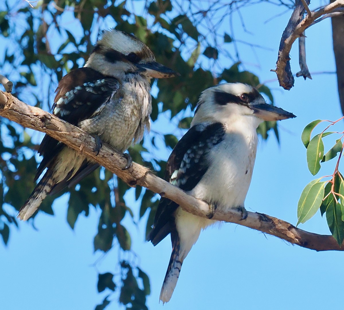 Laughing Kookaburra - ML640173067