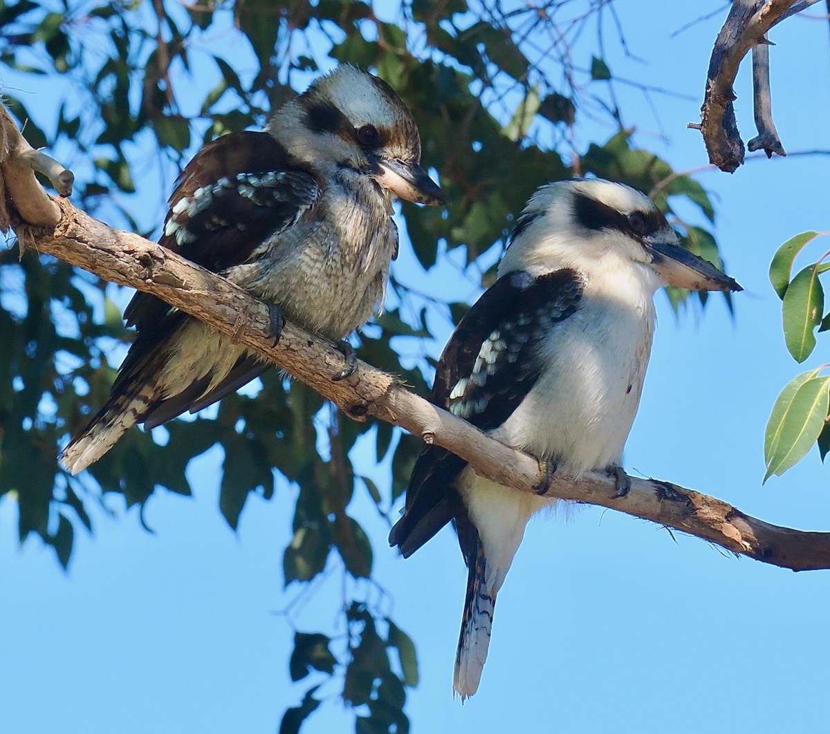 Laughing Kookaburra - ML640173068