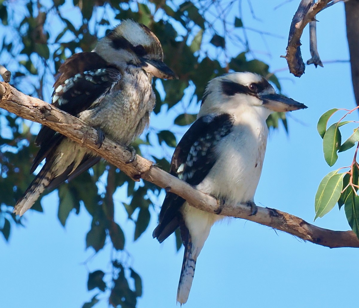 Laughing Kookaburra - ML640173069