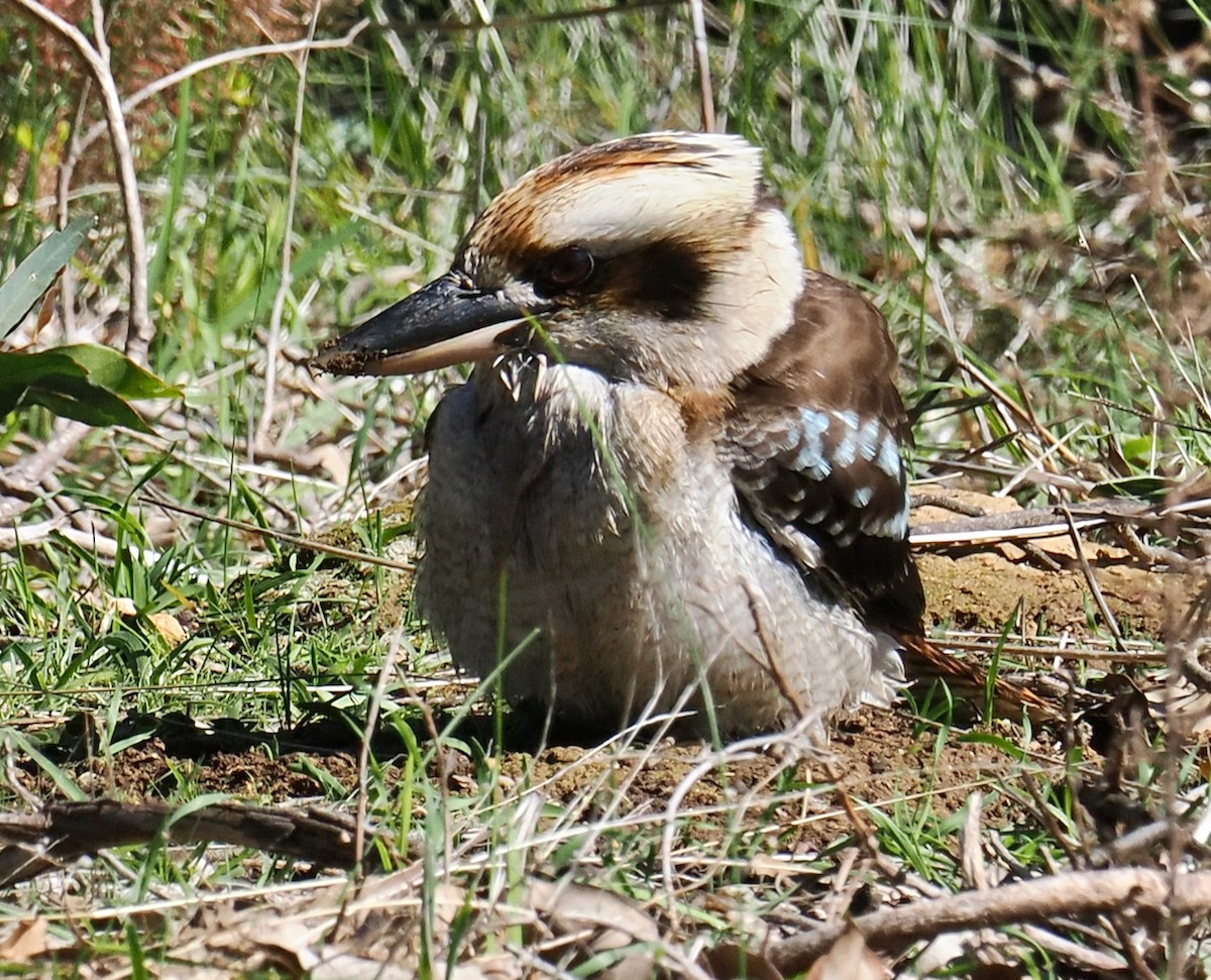 Laughing Kookaburra - ML640173070