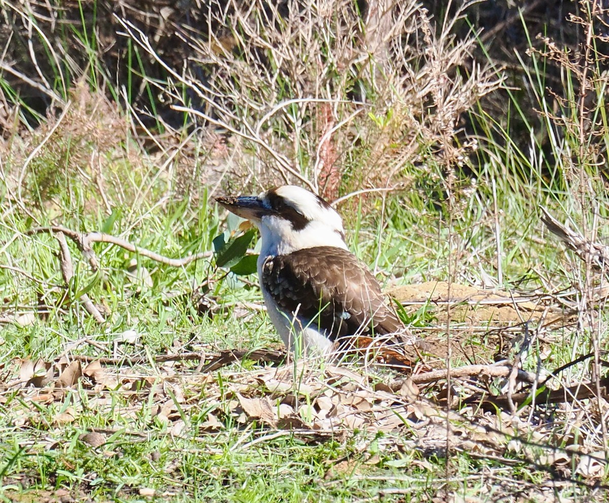 Laughing Kookaburra - ML640173071