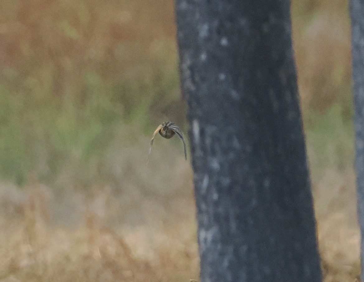 Sumba Buttonquail - ML640173095