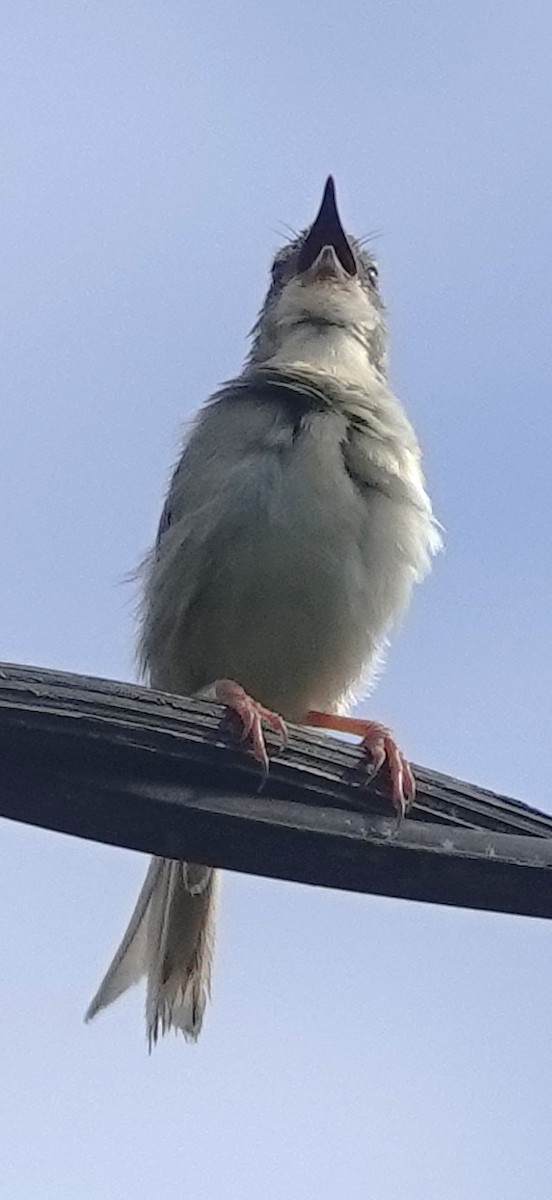 Brown Prinia - ML640173109