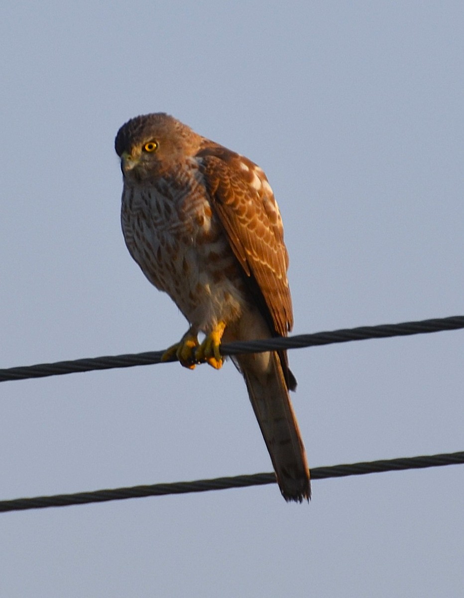 Shikra - ML640173174