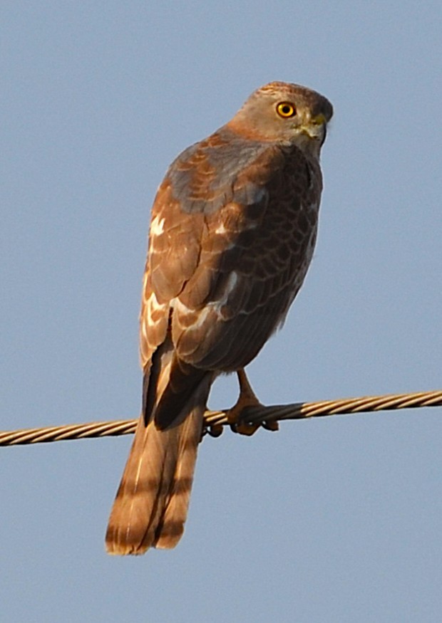 Shikra - ML640173175