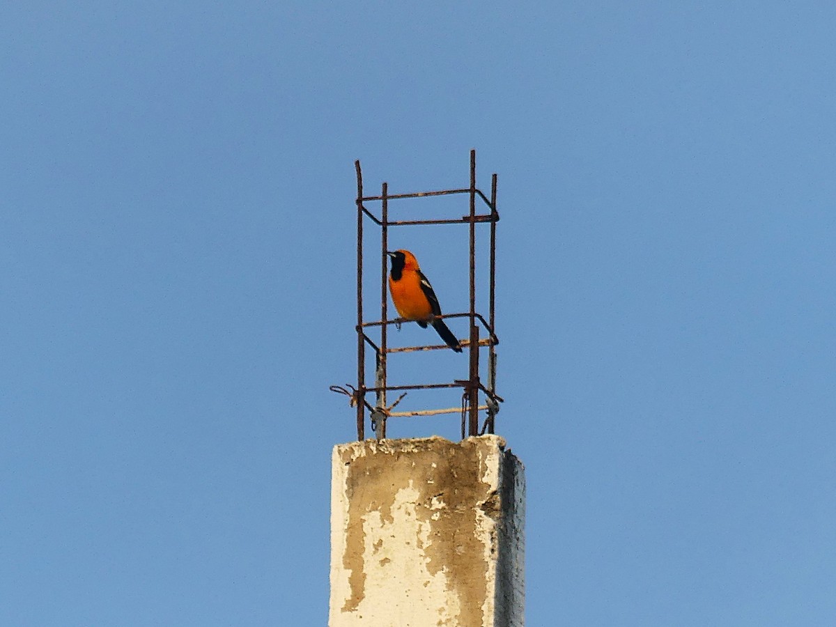 Hooded Oriole - ML640173291