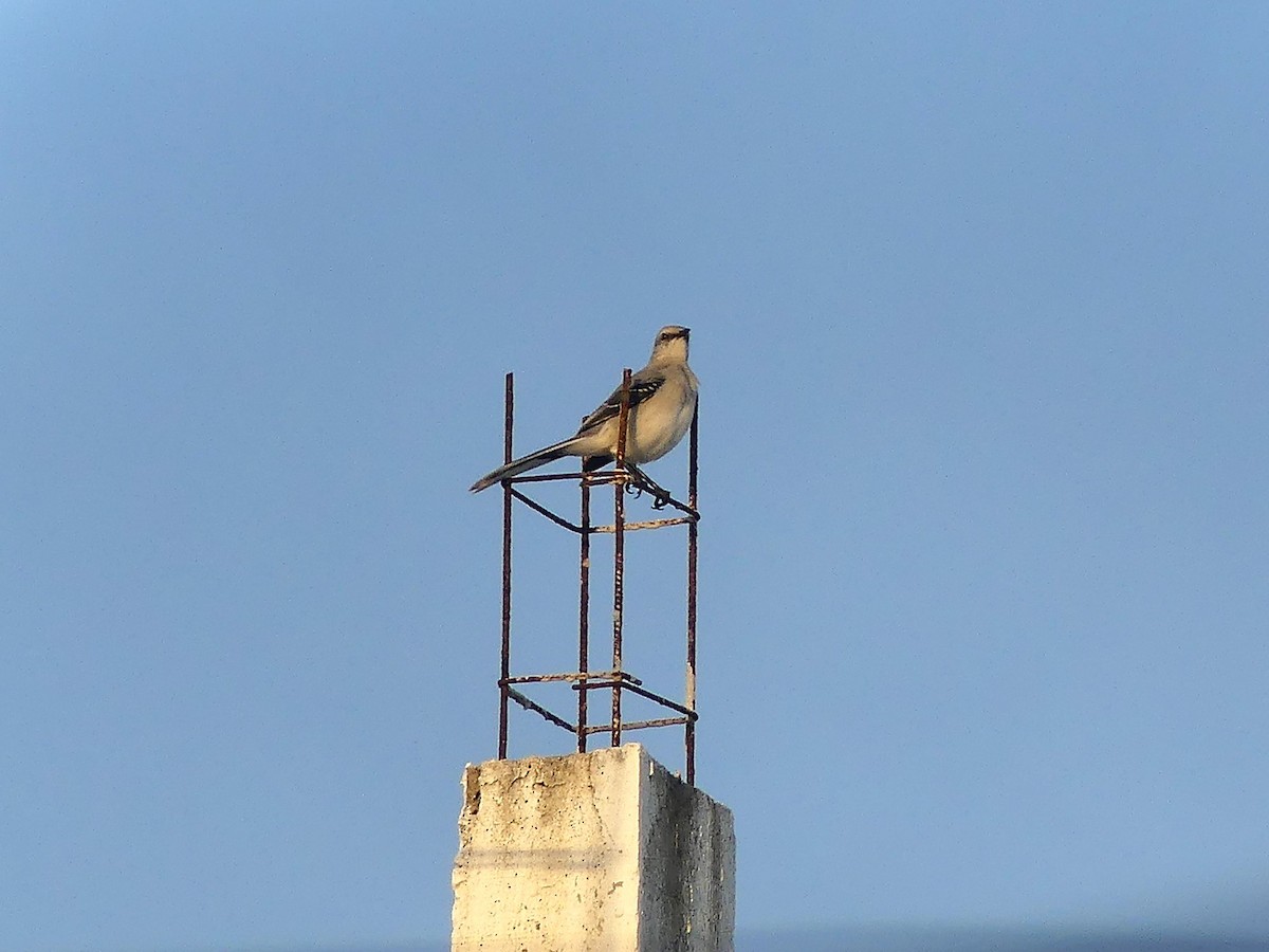 Tropical Mockingbird - ML640173308