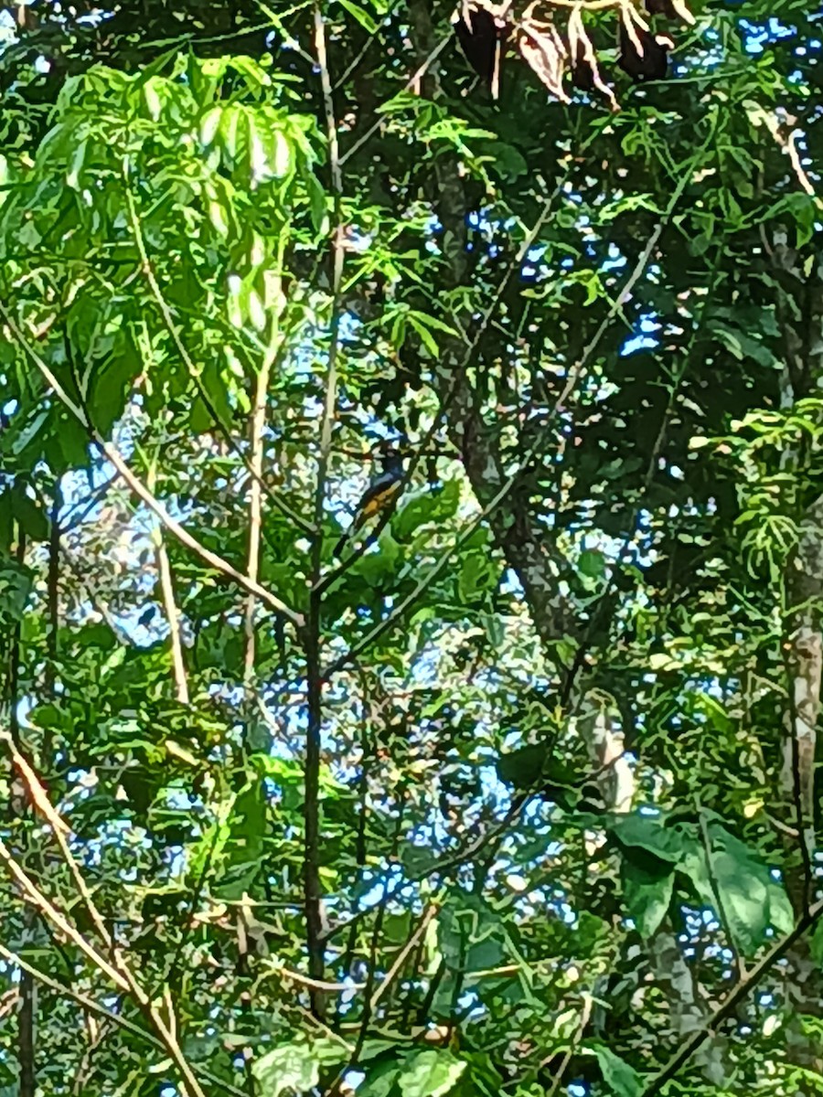 Black-headed Trogon - ML640173315