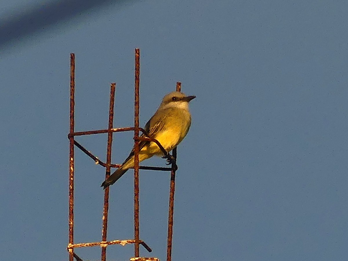 Couch's Kingbird - ML640173317
