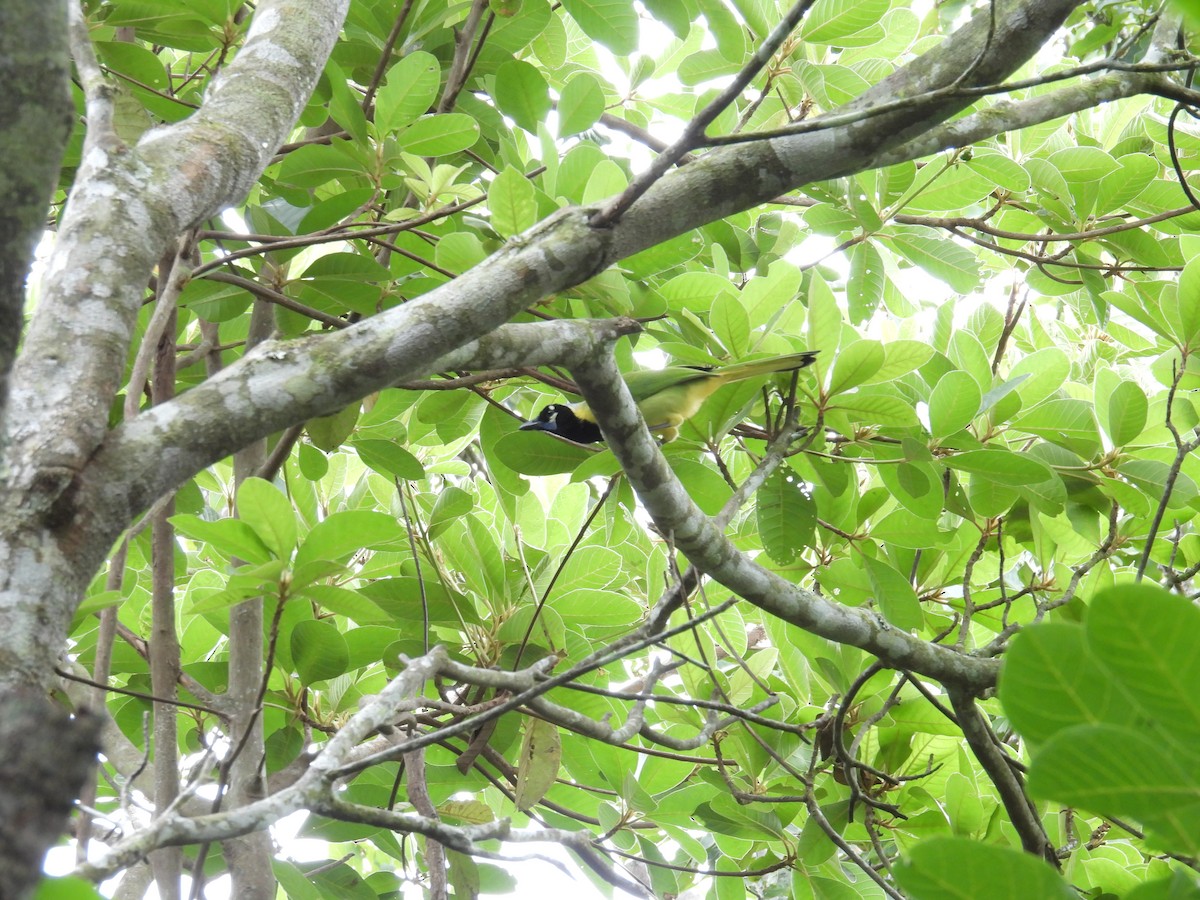 Green Jay - ML640173368