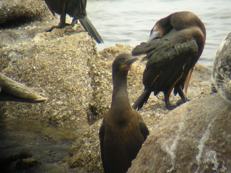 アオノドヒメウ - ML640173579