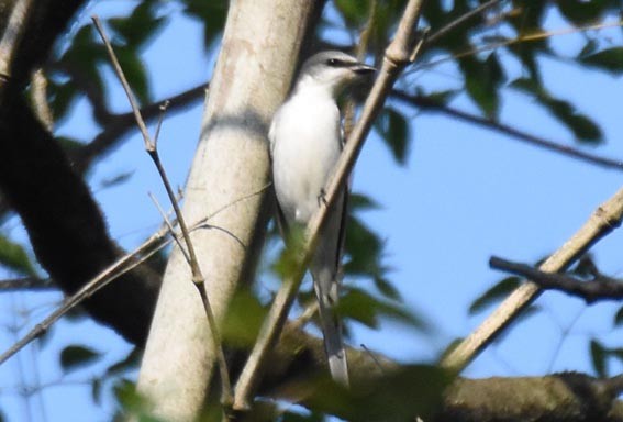 Ashy Minivet - ML640173674