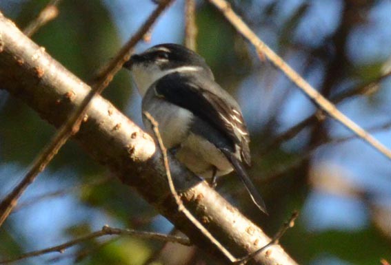 Ryukyu Minivet - ML640173722